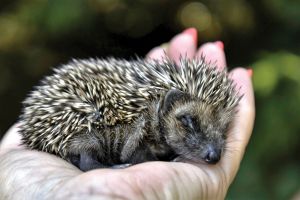 Eine Handvoll Niedlichkeit © Foto: Igelschutz Dortmund